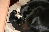 BORDER COLLIE - MISE BAS 014